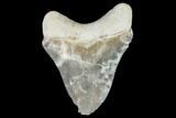 Serrated, Fossil Megalodon Tooth - Florida #110443-1